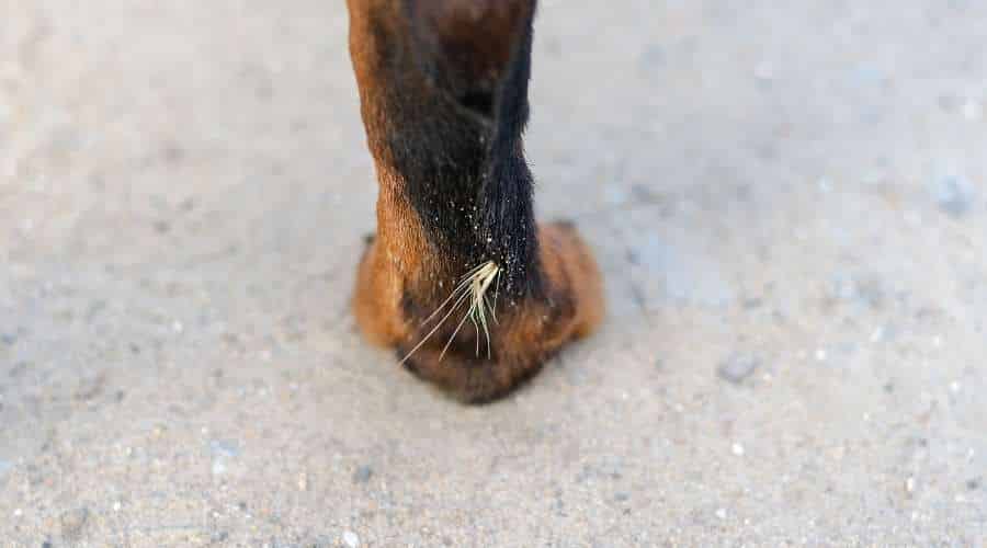Danger of Dry Foxtails for Your Dog