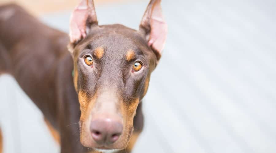 Dangerous Doberman Pinscher