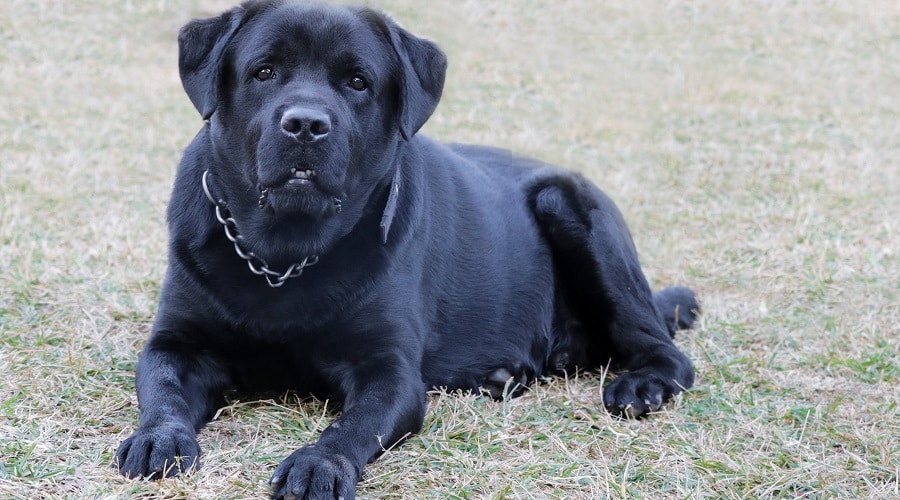 Dangerous Dog Breed Labrador Retriever