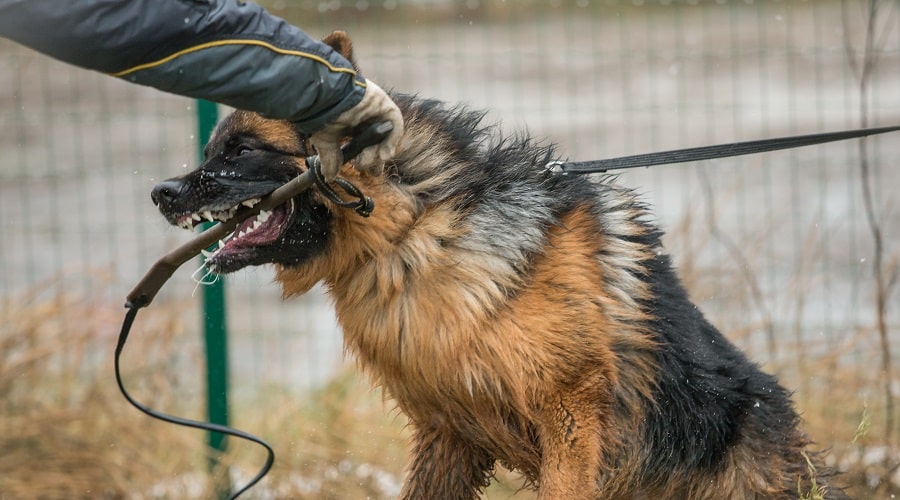 Dangerous German Shepherd