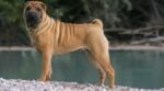 Shar Pei standing next to a lake.