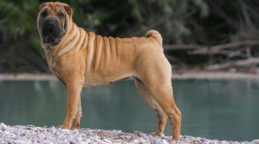Dangerous Shar Pei