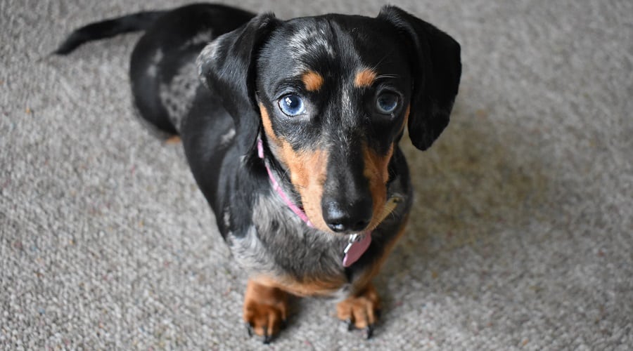 Dapple Dachshund Blue Eyes