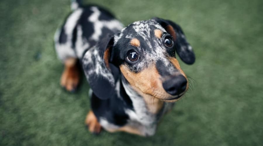 Dapple Dachshund