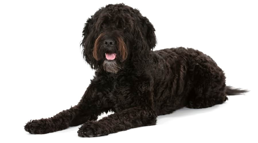 Dark Barbet Dog on White Background