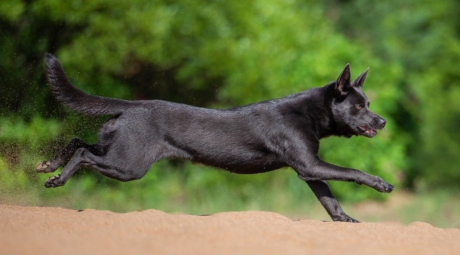 Dark Coated Austalian Kelpie
