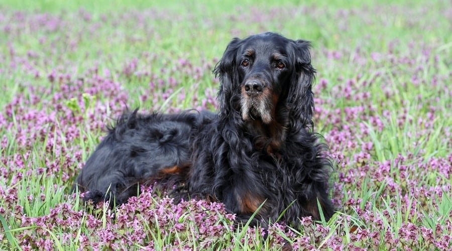 Dark Coated Gordon Setter in FIeld