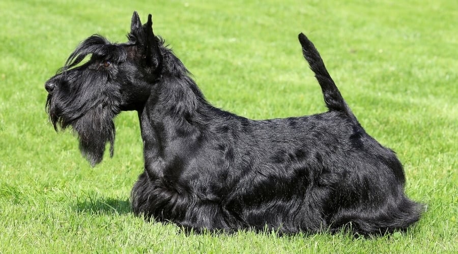 Dark Coated Scottish Terrier