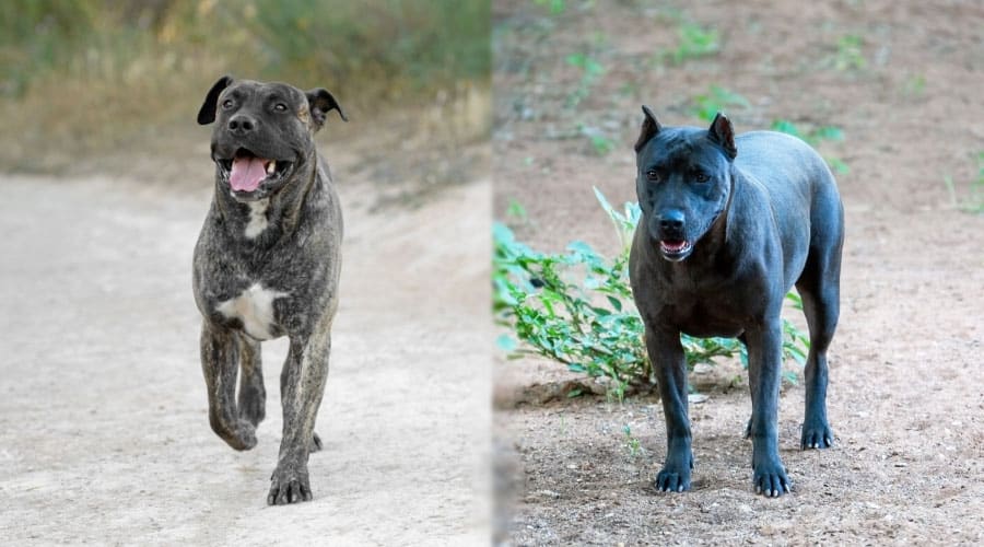 Dark Colored Dogs Standing in a Road