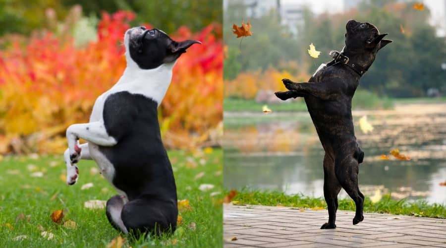 Dark Dogs Balancing on Hind Legs