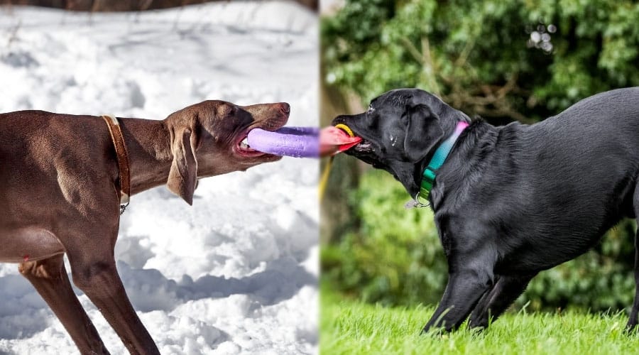 Dark Gray Dog and Black Dog Playing Tug of War