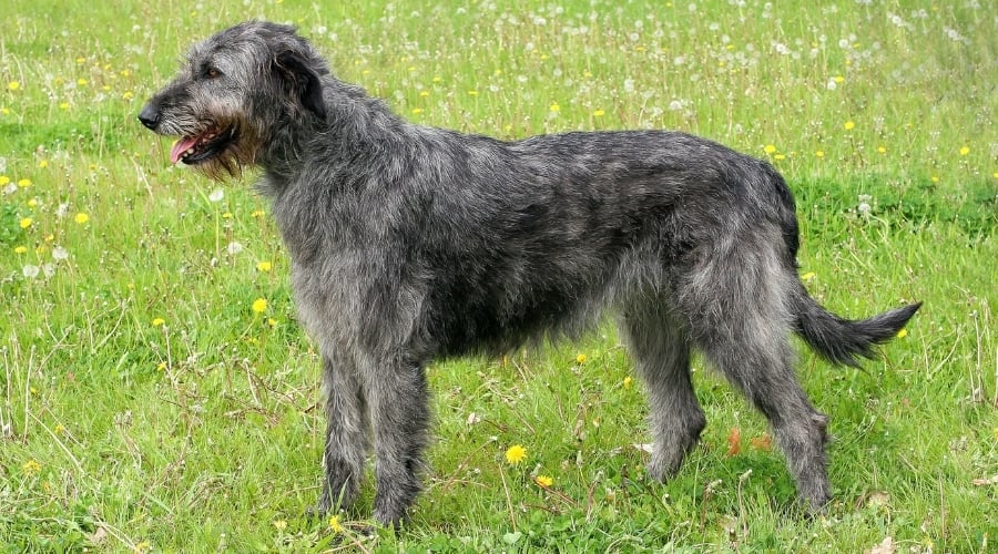 Dark Gray Large Dog in Grass