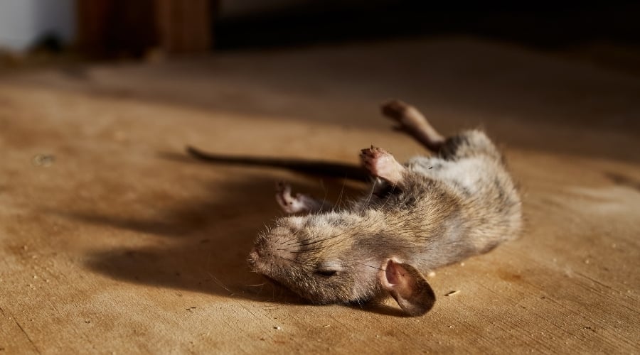 Dead Mouse on Ground