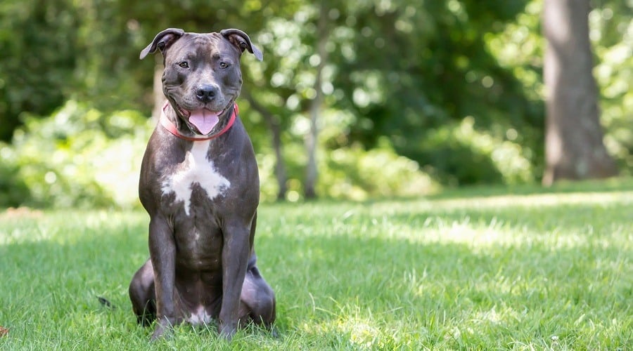 Defining the Pitbull Breed