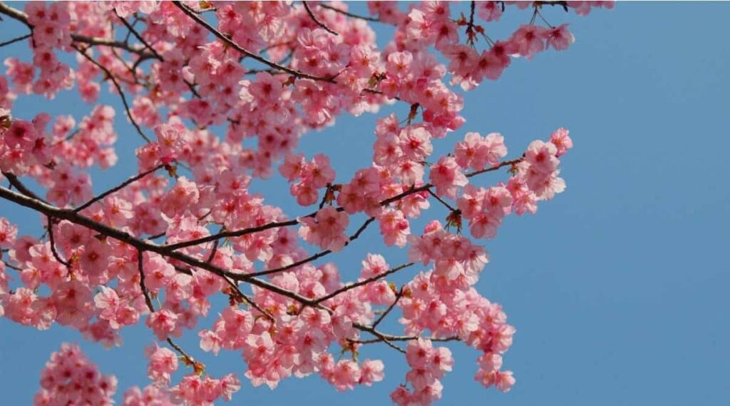 Peach Blossom