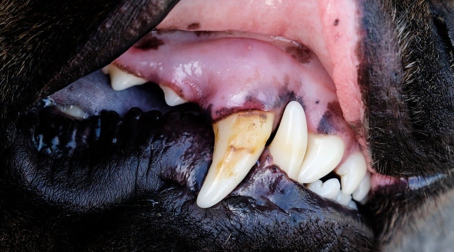 Dental Disease in Dogs