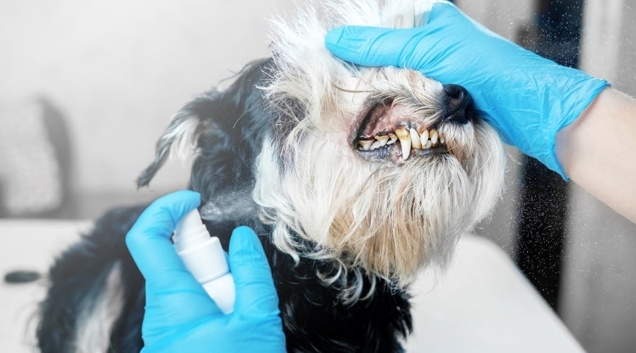 Dental Spray with Dog