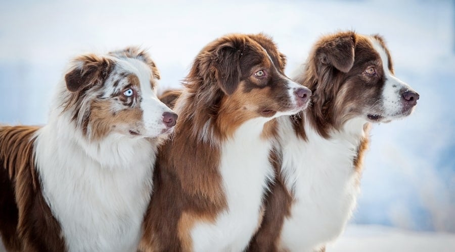 Different Colored Dogs Outdoors in Snow