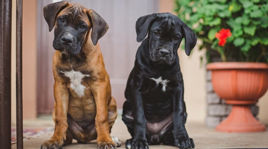 Different Colored Dogs Outdoors
