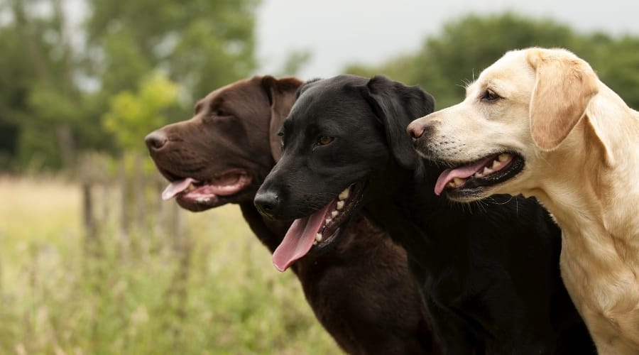 Different Colored Labradors Together