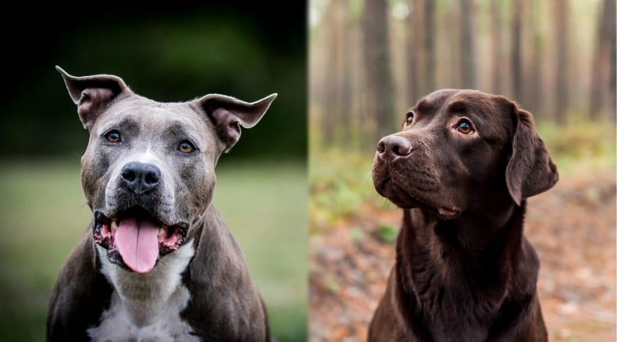 Different Looking Dogs