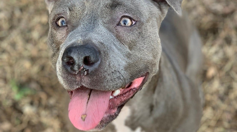 Different Pitbull Type Dogs