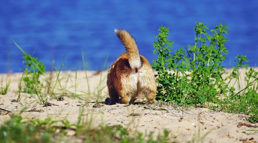Digging For Gold