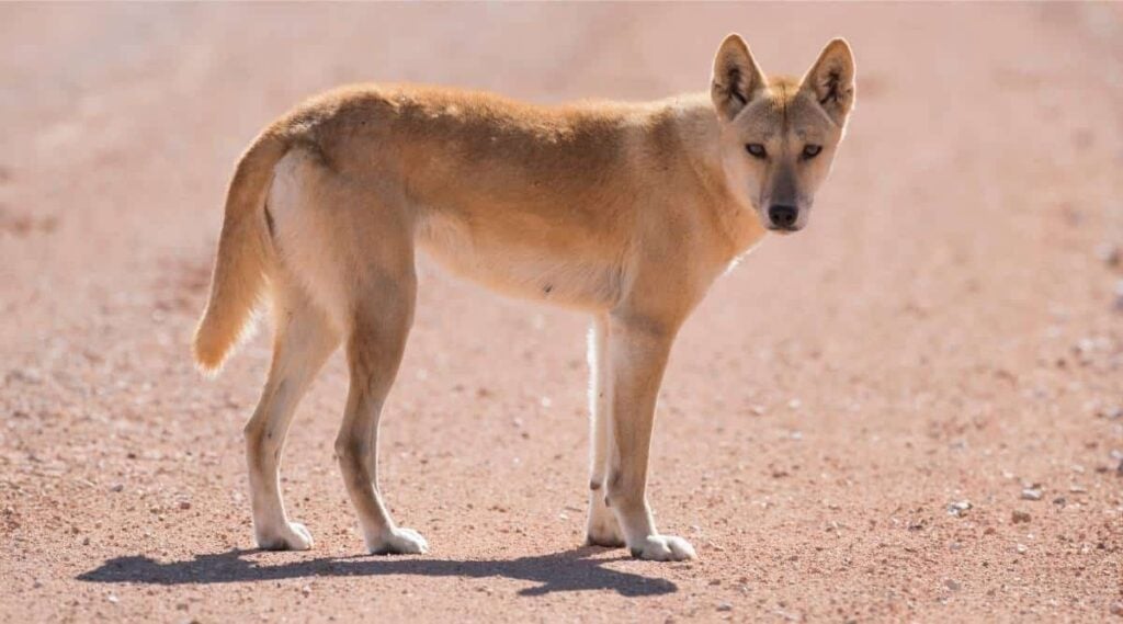 Wild Dingo in the outback desert country of Queensland, Australia.