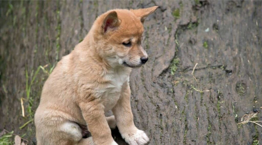 the 6 week old golden dingo puppy is sitting on a log