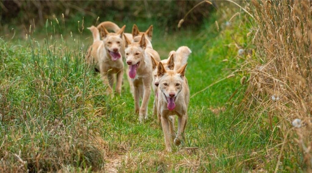 The dingo is a wild dog found in Australia.