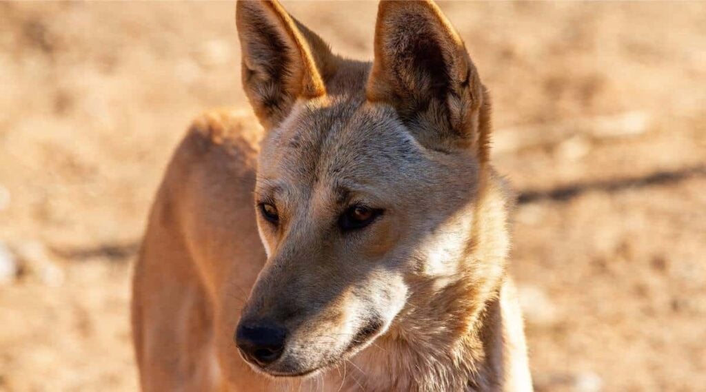 Close up of Australian Dingo
