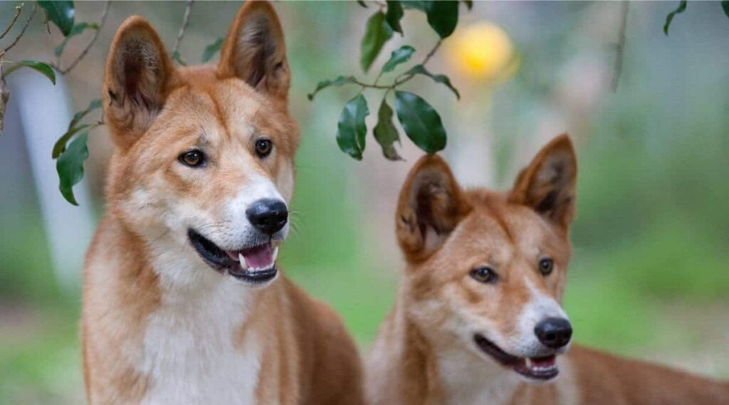 Two dingoes look for possible food near Melbourne, Victoria, Australia