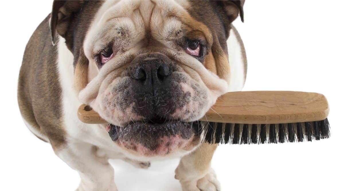 Grooming glove brushing the back of an English Bulldog