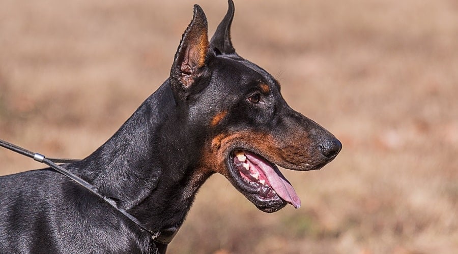 Dobeman Adult Eating