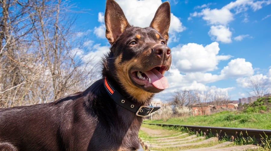 Doberalian