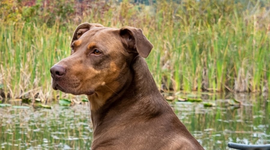 Dobercorso