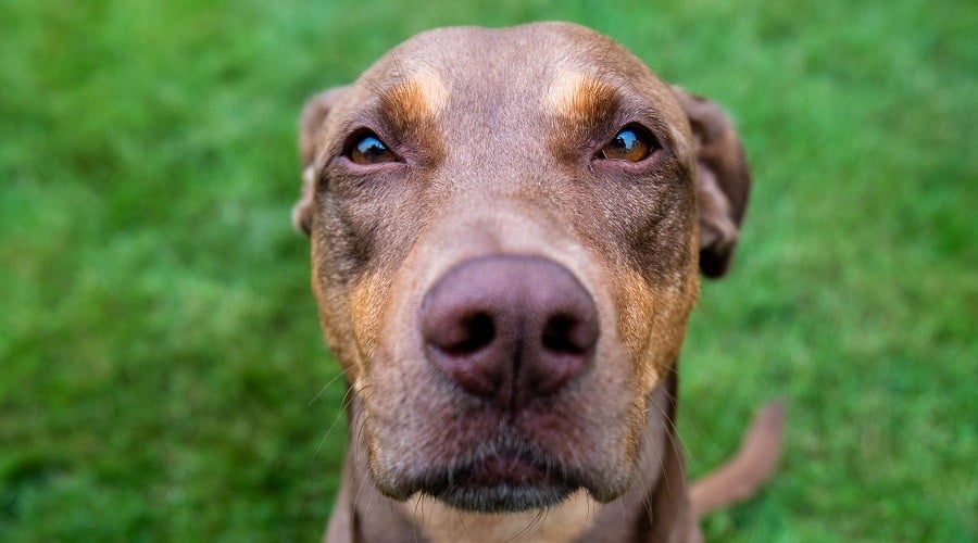 Doberdane
