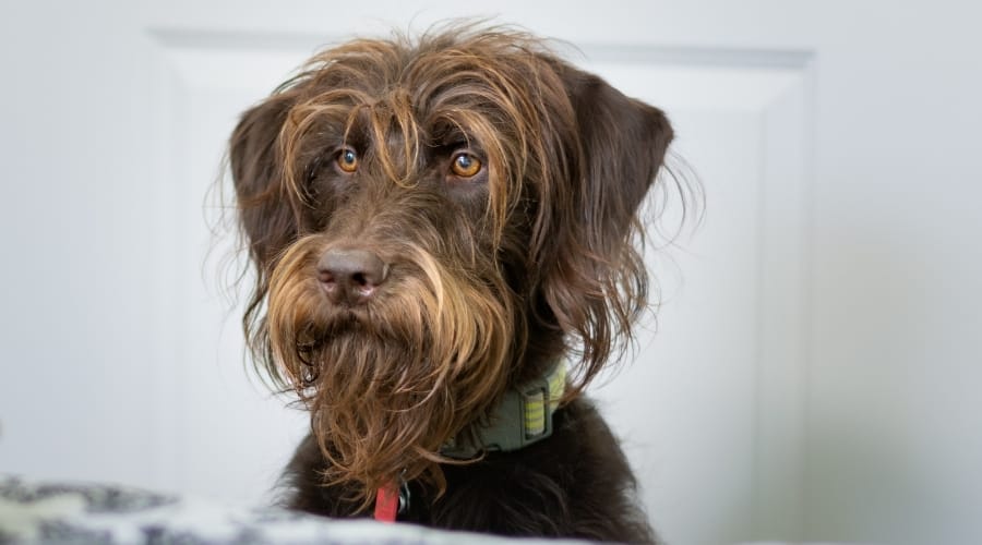 Doberdoodle Dog