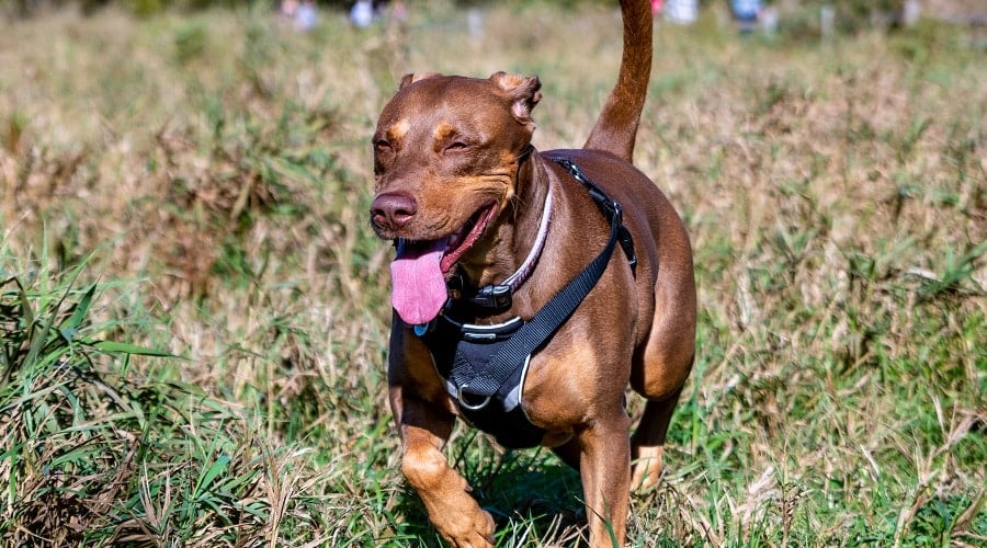 Doberdor