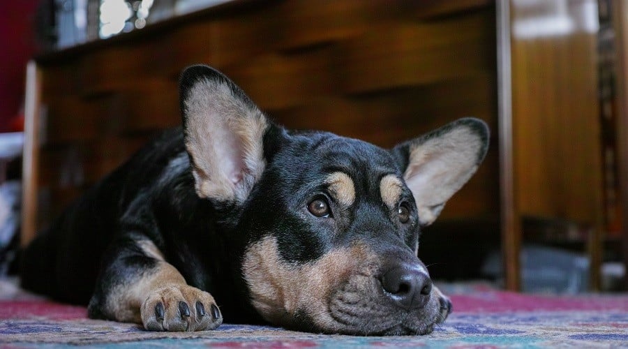 Dobergi