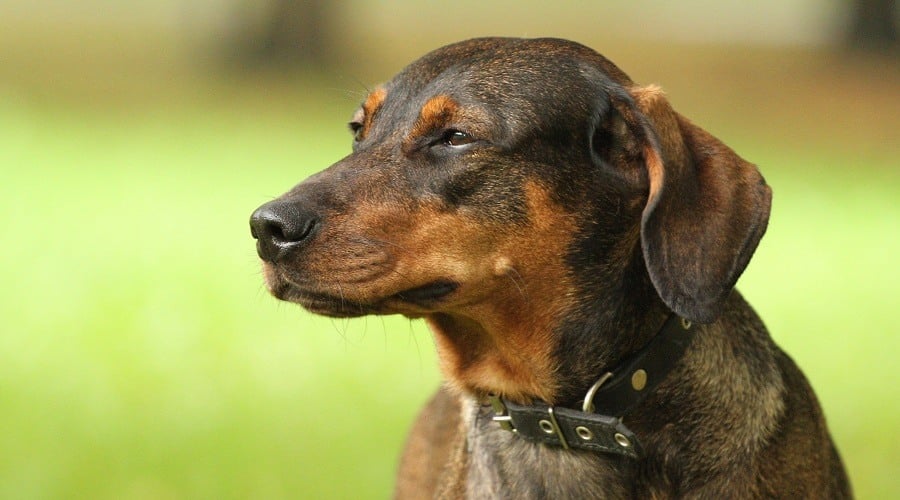 Doberman Bloodhound