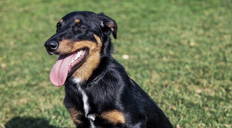 Doberman Border Collie