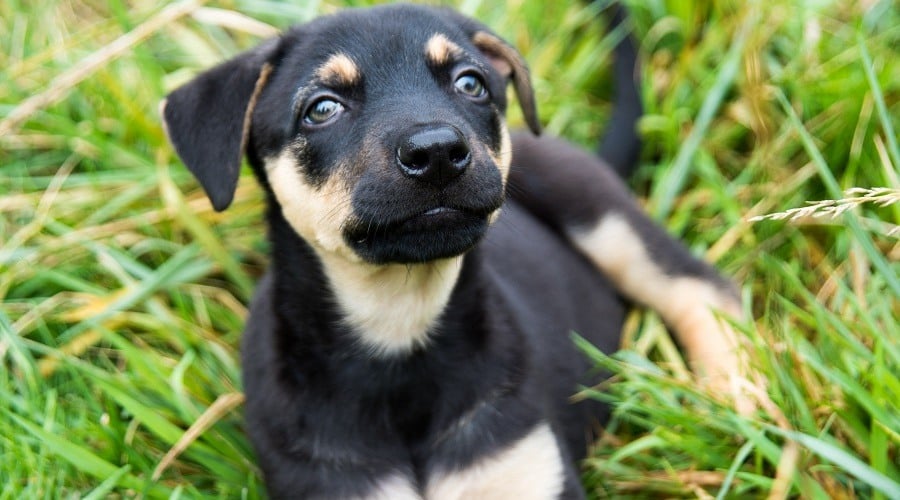 Doberman Corgi Mix