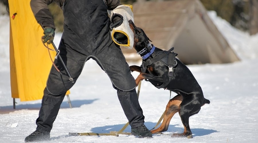 Doberman dog biting an arm of a human with a sleeve on.