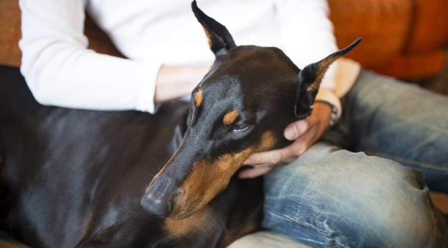 Doberman Getting Pet by Owner