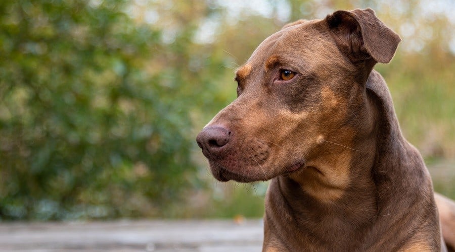 Doberman Mastiff Mix