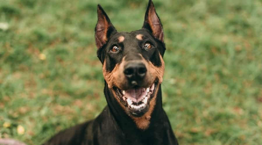 Doberman Outdoors