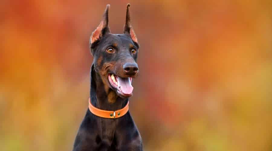 Doberman Pinscher