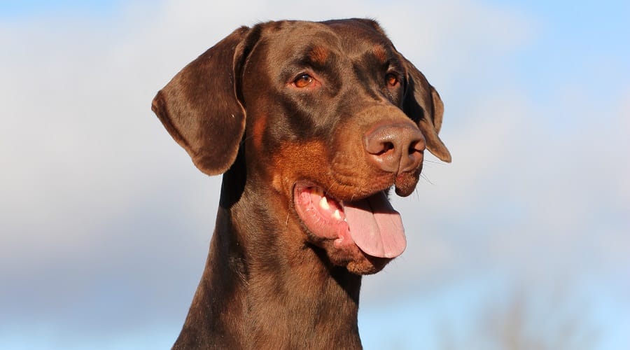 Doberman Pinscher