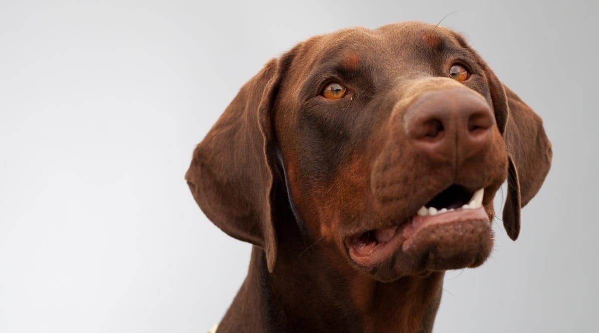 Red Doberman